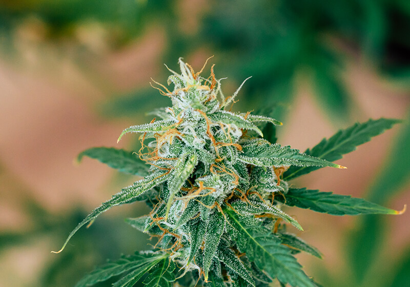 Hawaiian Haze CBD: Strain Review Hawaiian Haze hemp strain