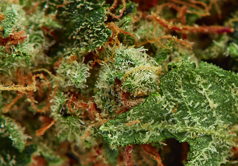 Honolulu-Haze-close-up