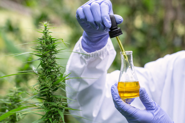 The hands of scientists dropping marijuana oil for experimentation and research, ecological hemp plant herbal pharmaceutical cbd oil from a jar.