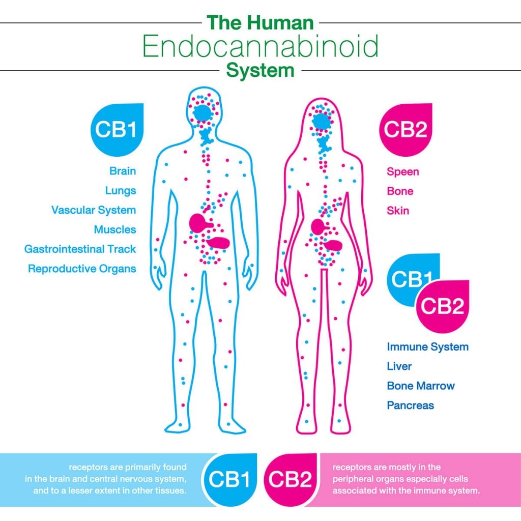 the-endocannabinoid-system