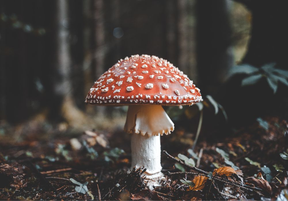 Amanita Muscaria Mushroom